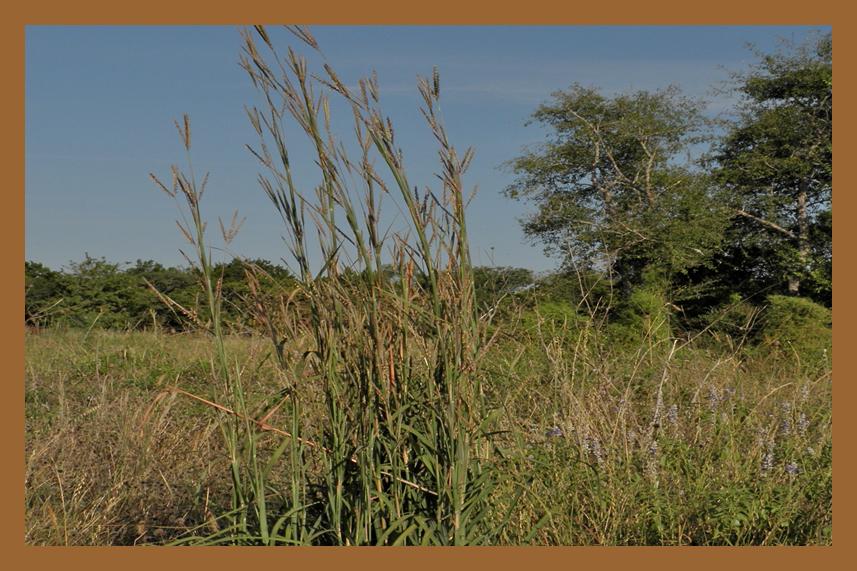 big bluestem